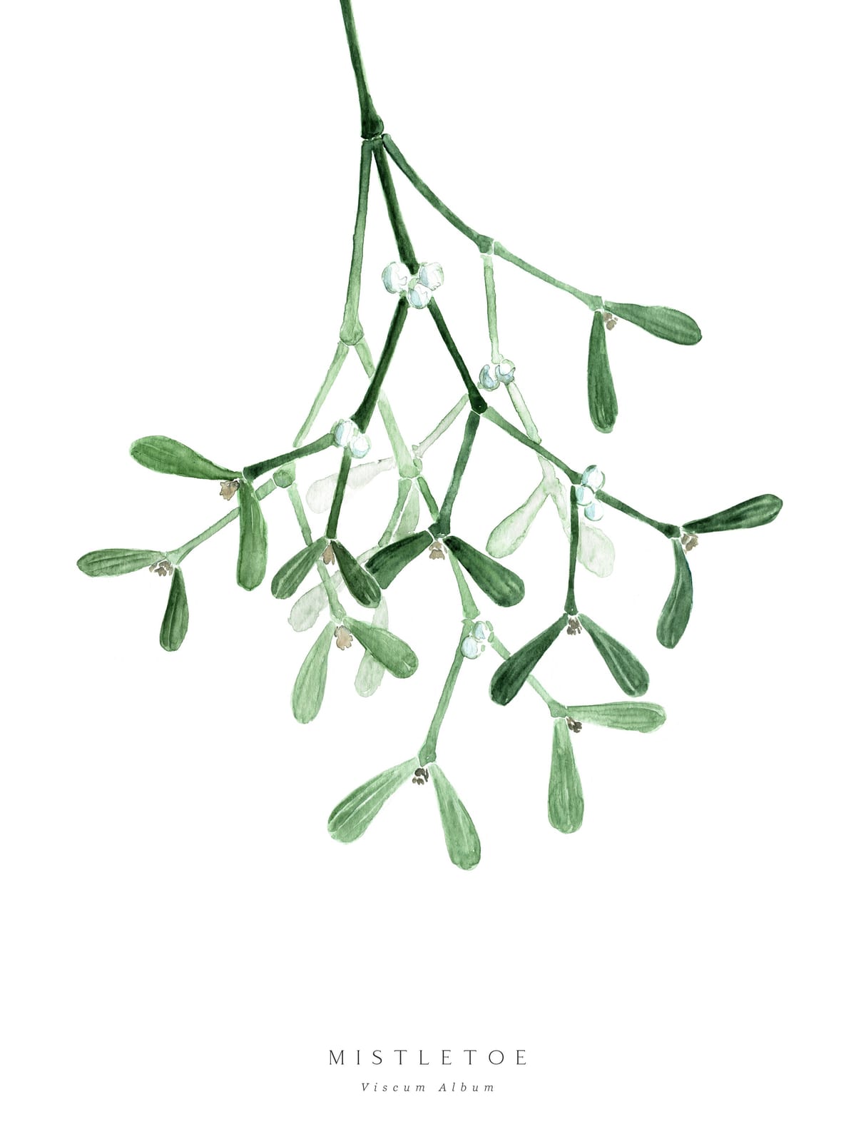 variant-30x40_no-margin