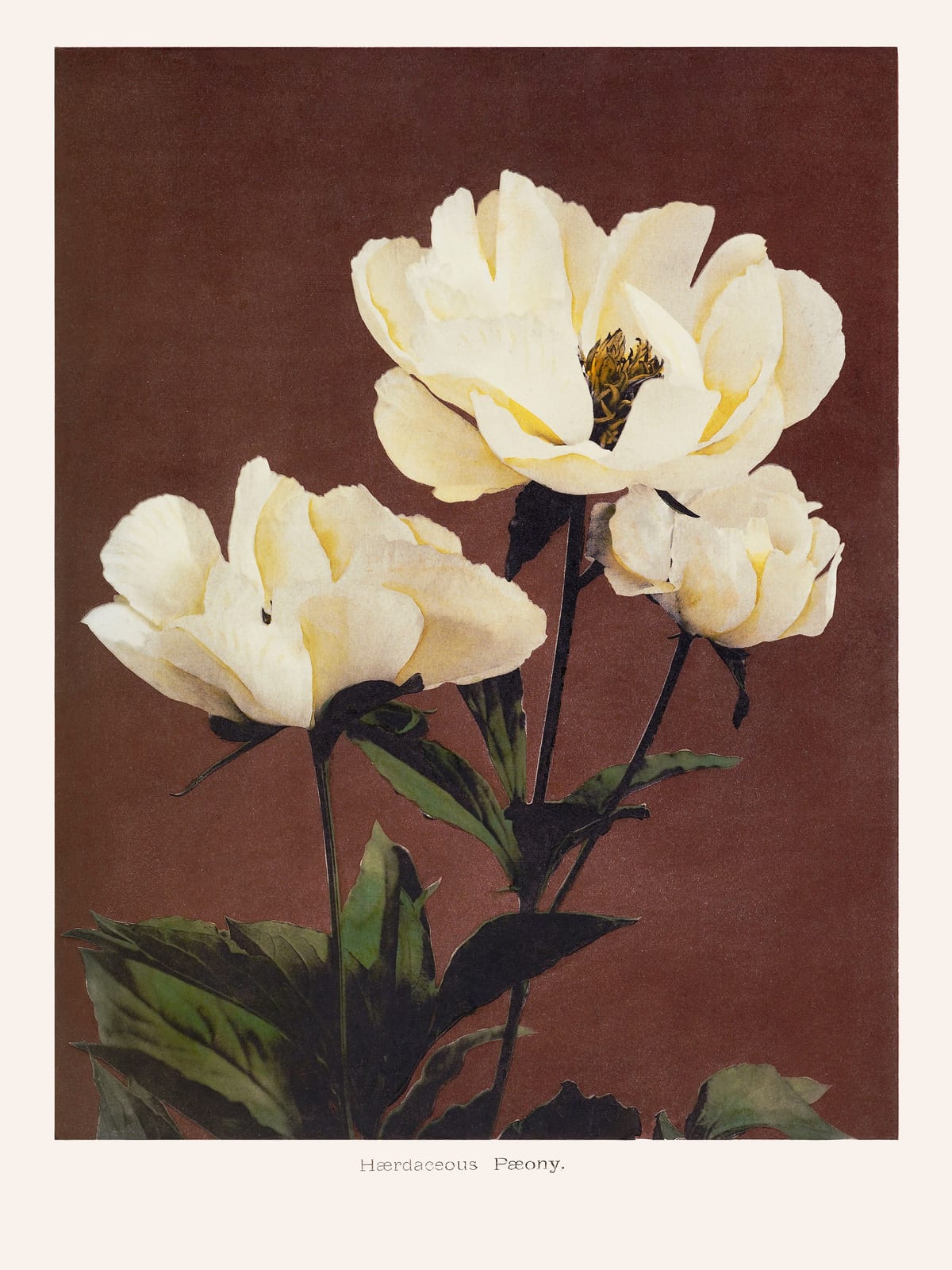 variant-30x40_no-margin