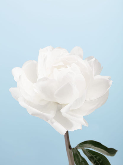 variant-30x40_no-margin