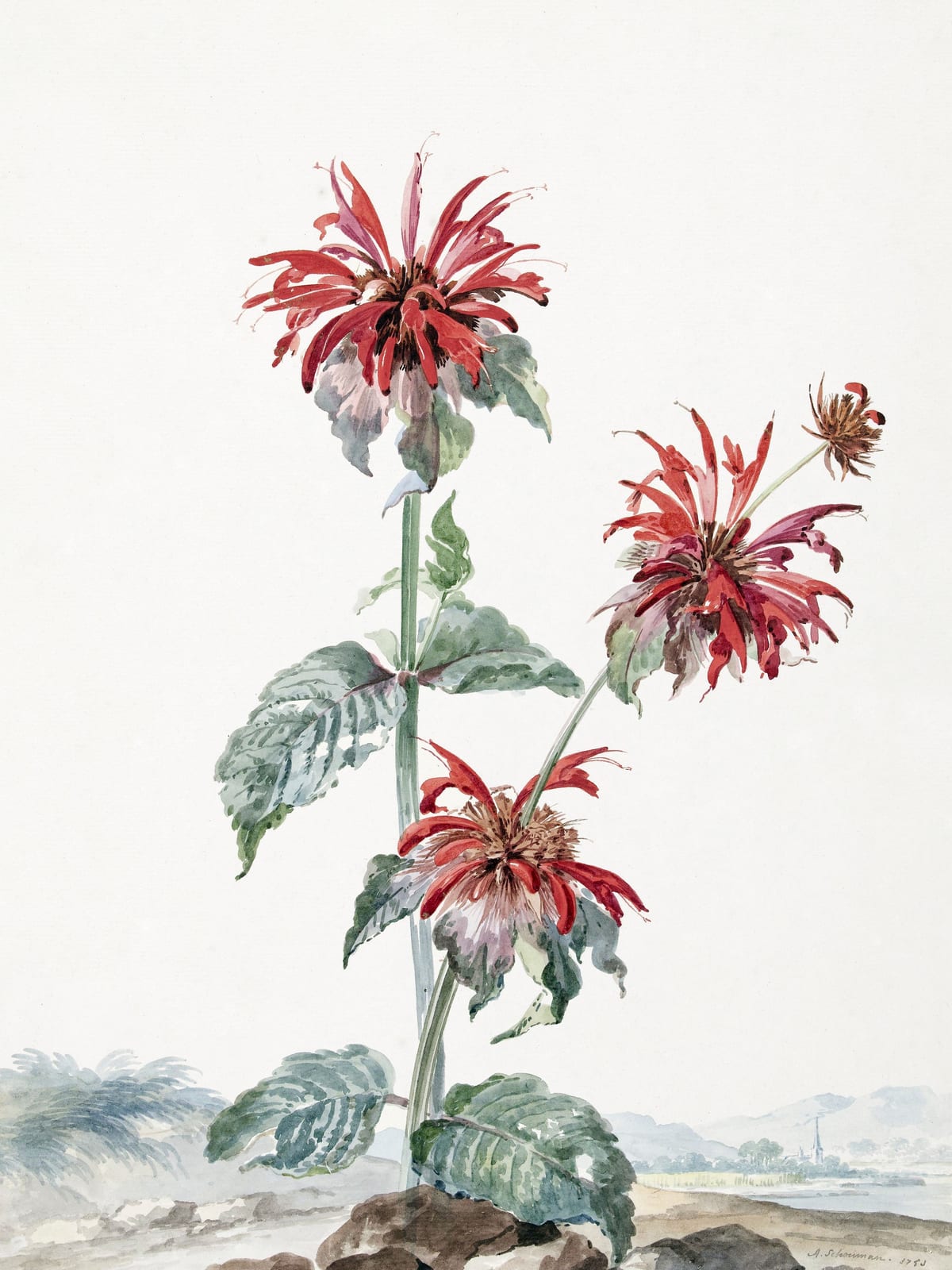 variant-30x40_no-margin