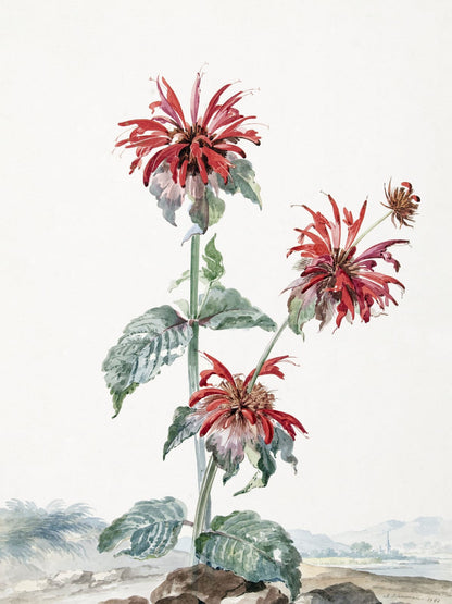 variant-30x40_no-margin