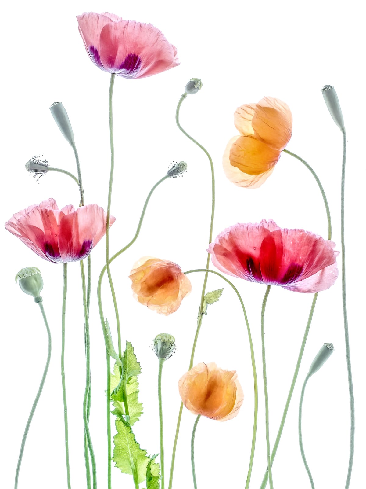 variant-30x40_no-margin
