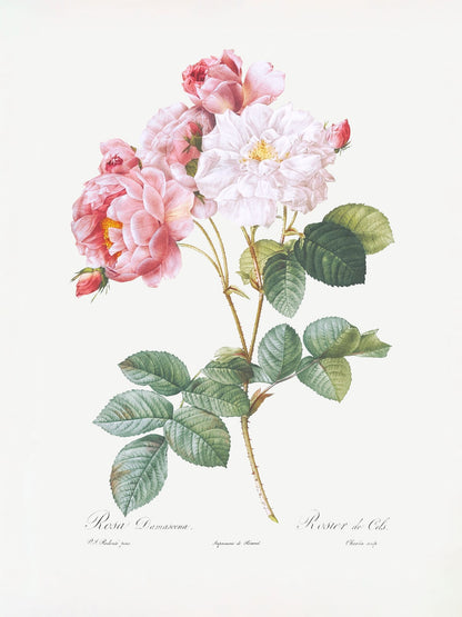 variant-30x40_no-margin