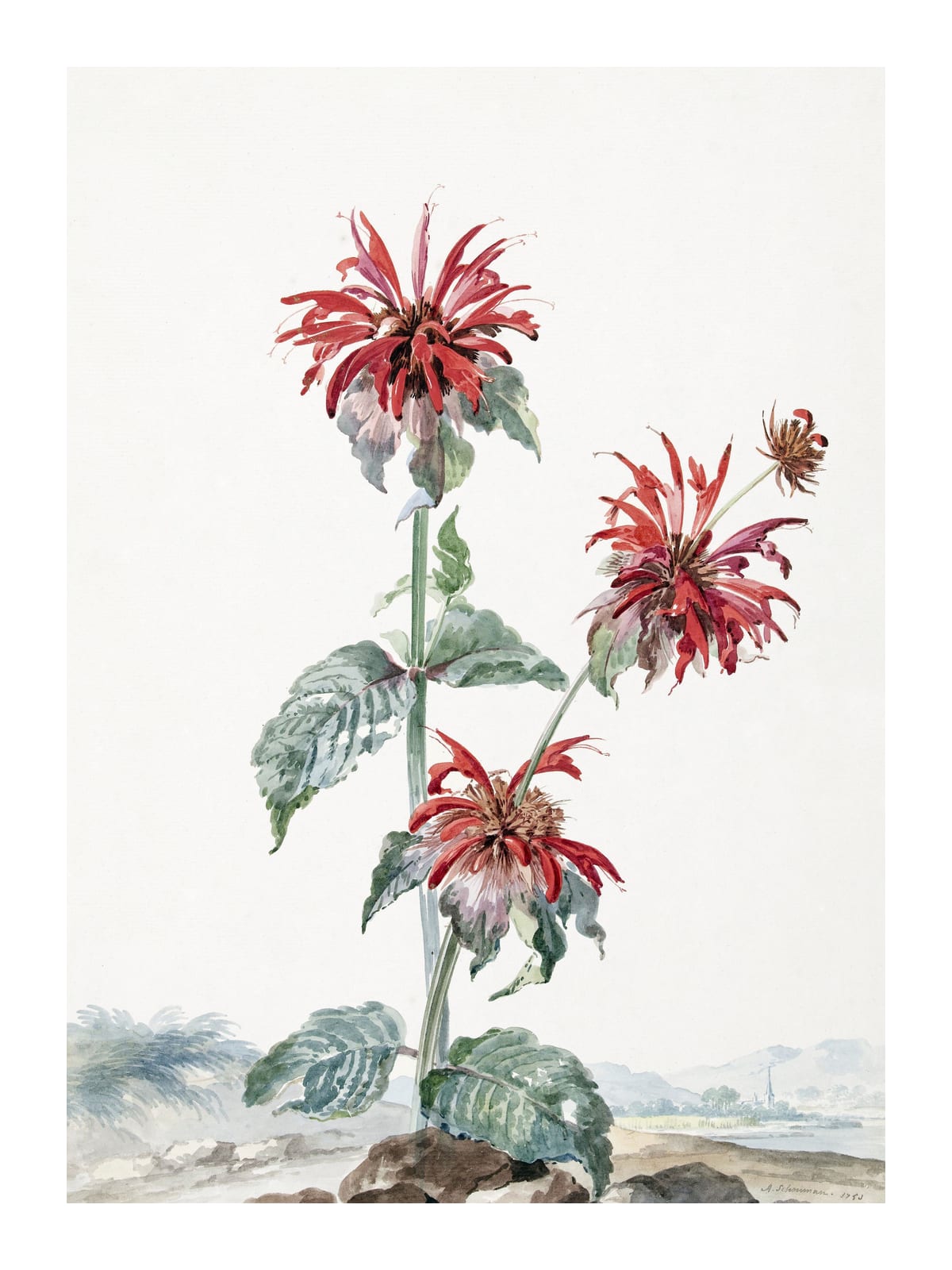 variant-30x40_with-margin
