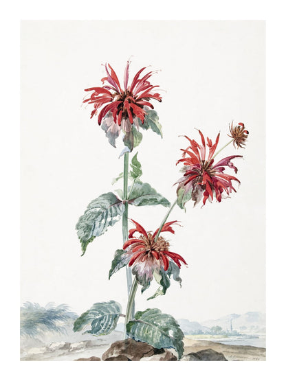 variant-30x40_with-margin