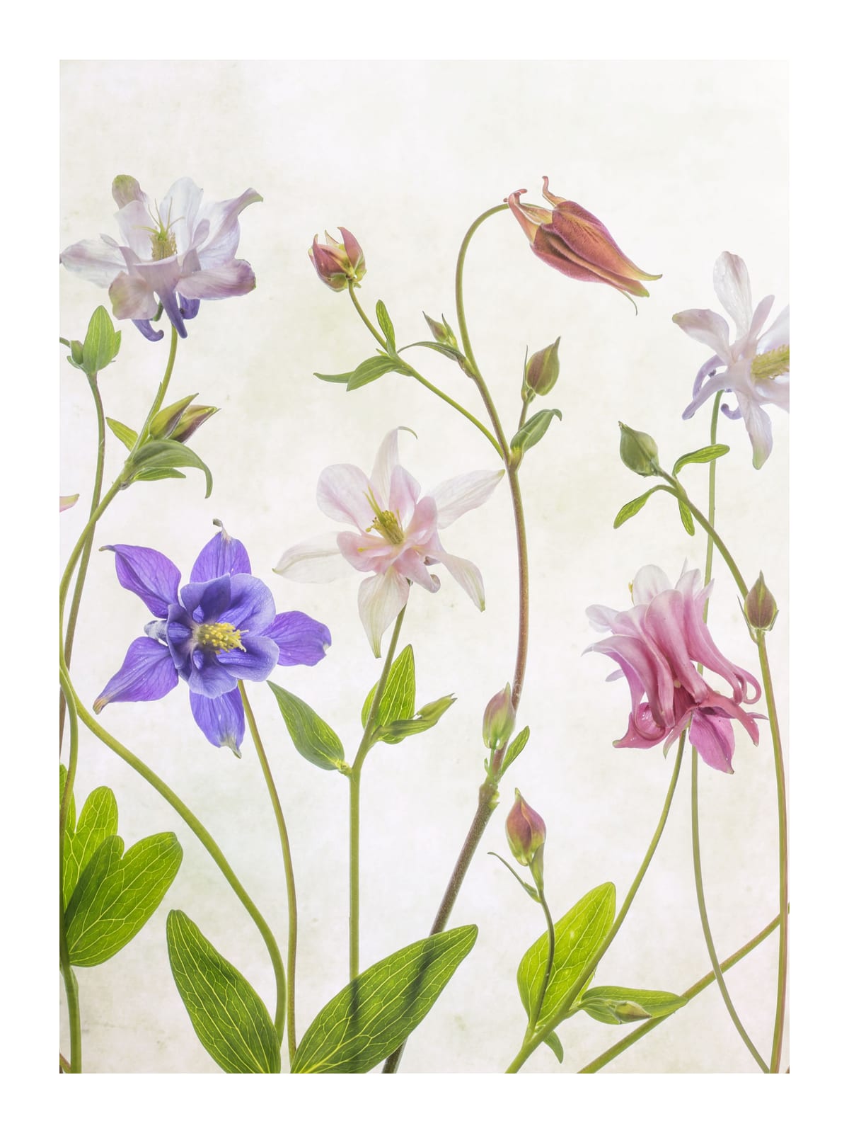 variant-30x40_with-margin