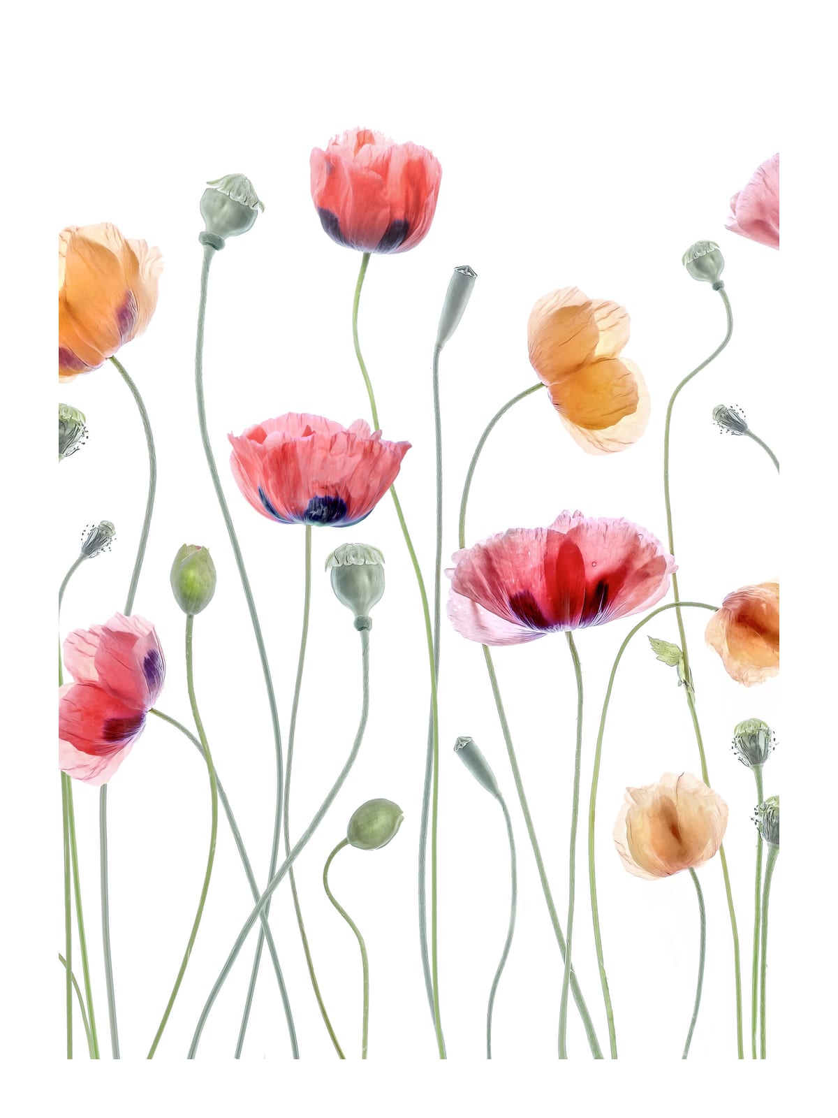 variant-30x40_with-margin