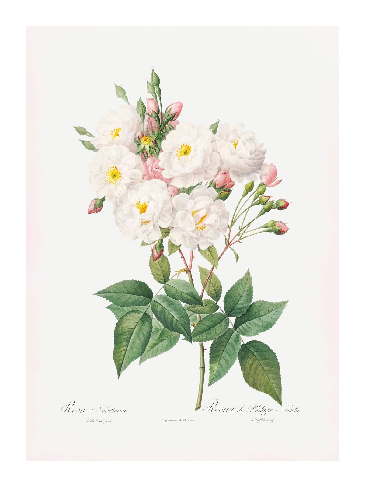 variant-30x40_with-margin