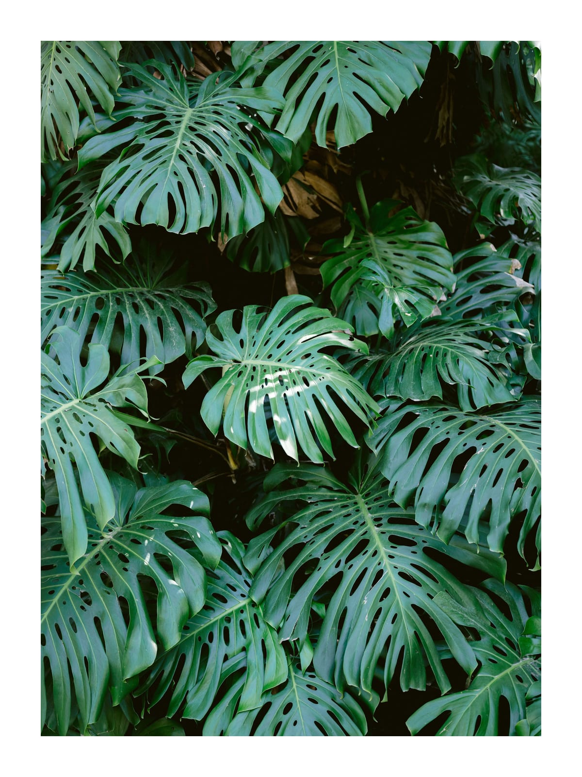 variant-30x40_with-margin
