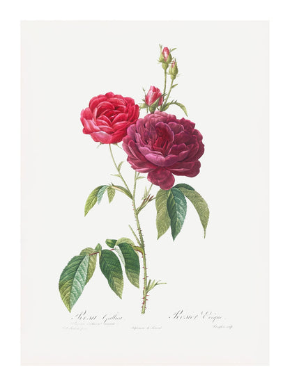 variant-30x40_with-margin