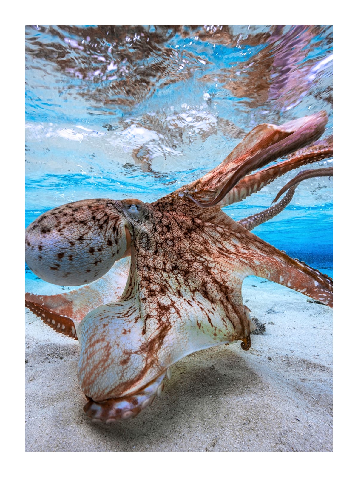 variant-30x40_with-margin