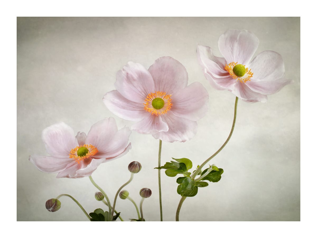 variant-30x40_with-margin