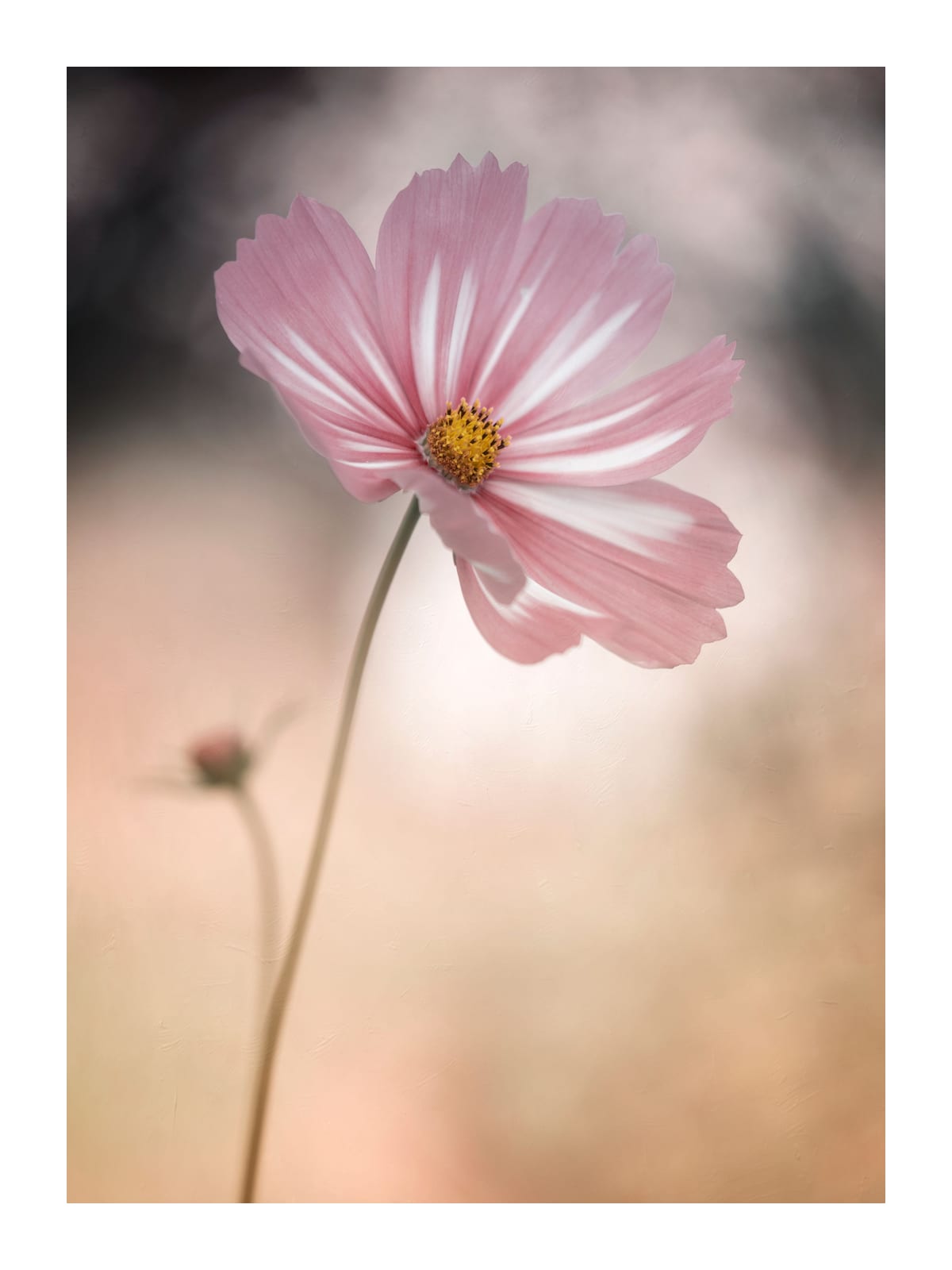 variant-30x40_with-margin