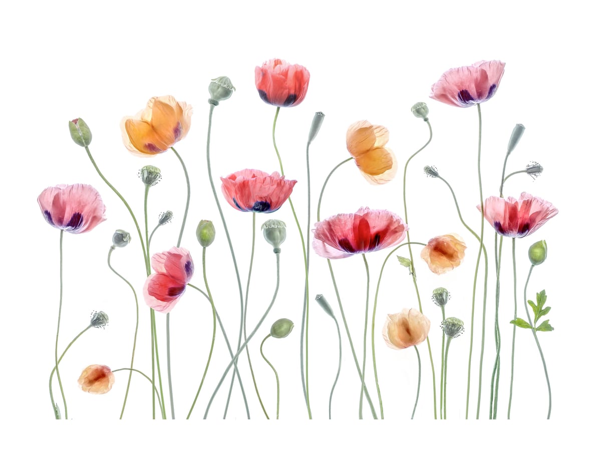 variant-30x40_with-margin