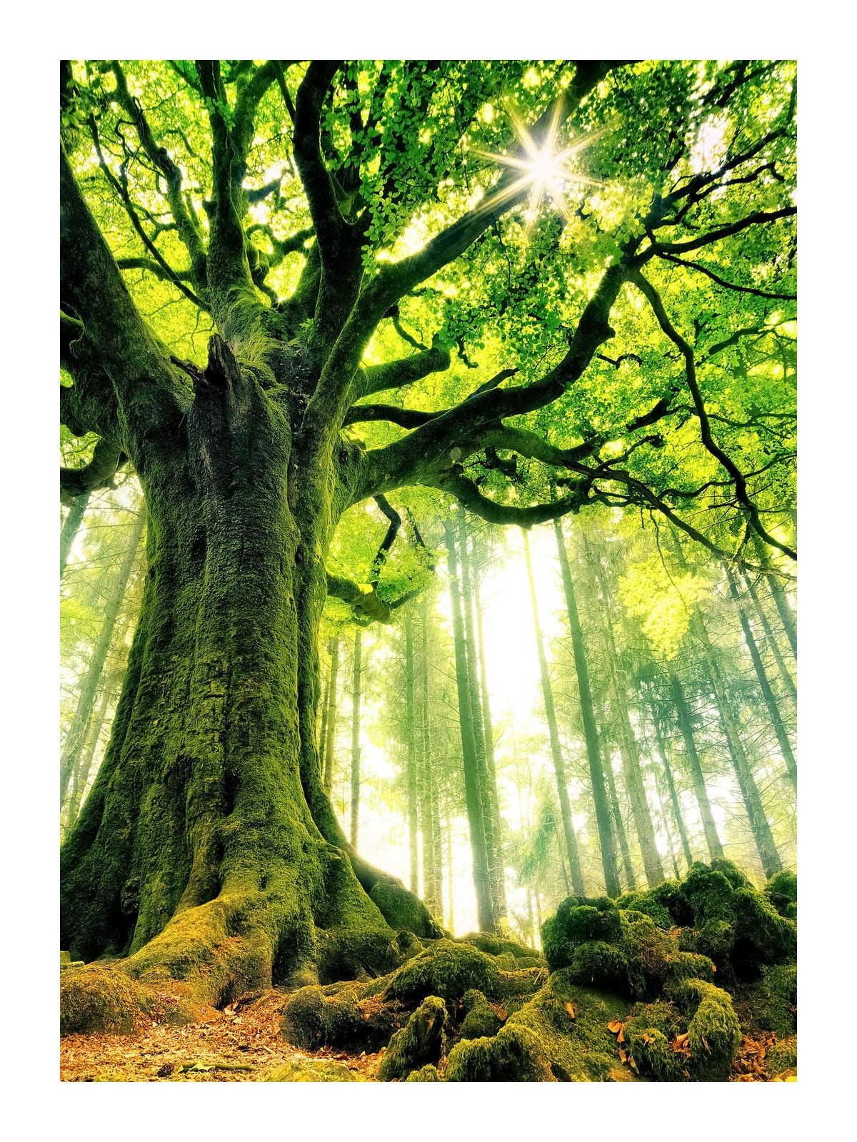 variant-30x40_with-margin