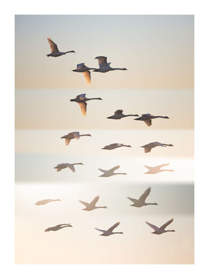variant-30x40_with-margin