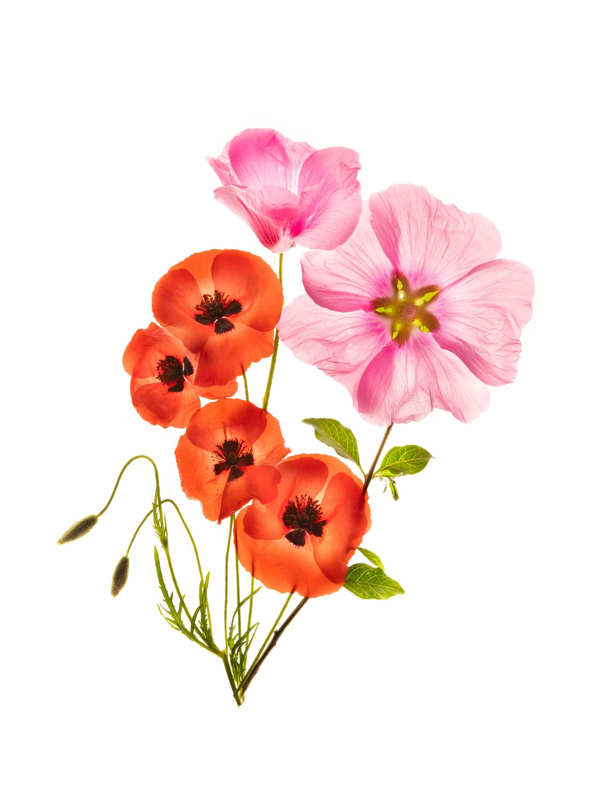 variant-30x40_with-margin