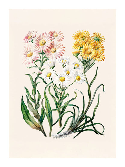 variant-30x40_with-margin