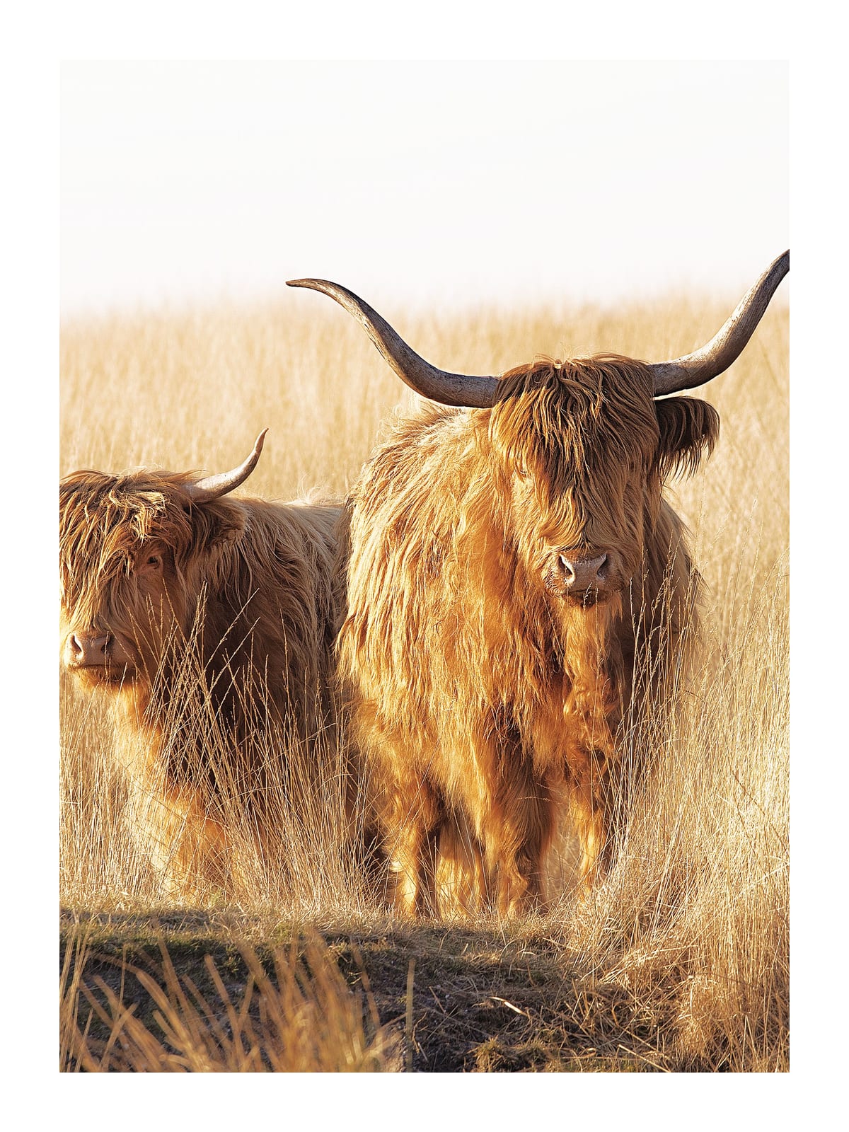 variant-30x40_with-margin