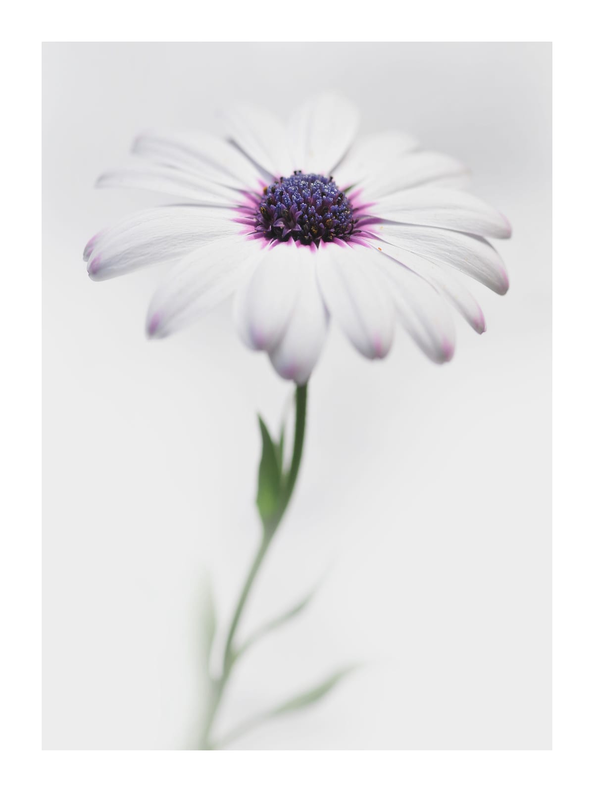 variant-30x40_with-margin