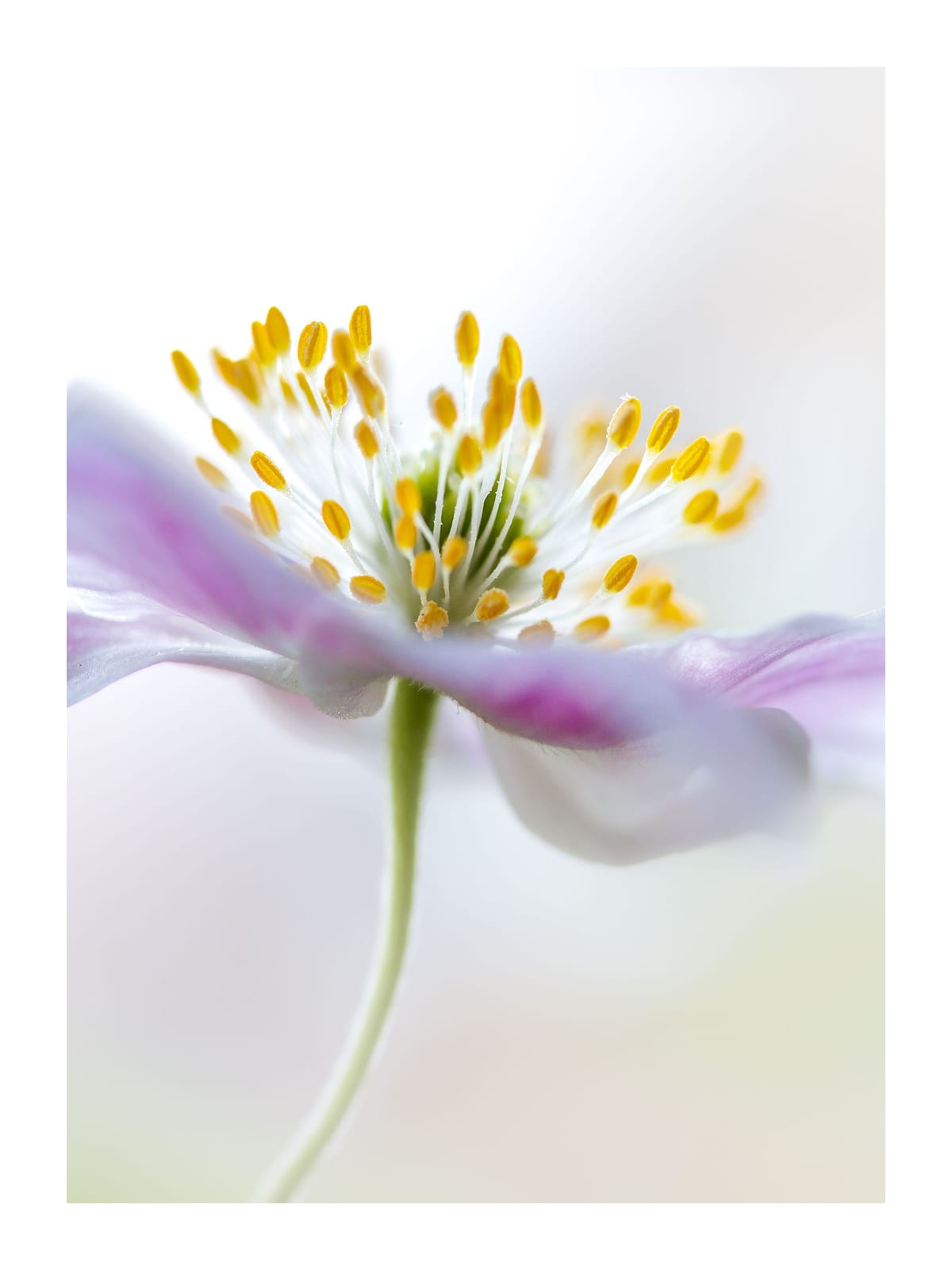 variant-30x40_with-margin