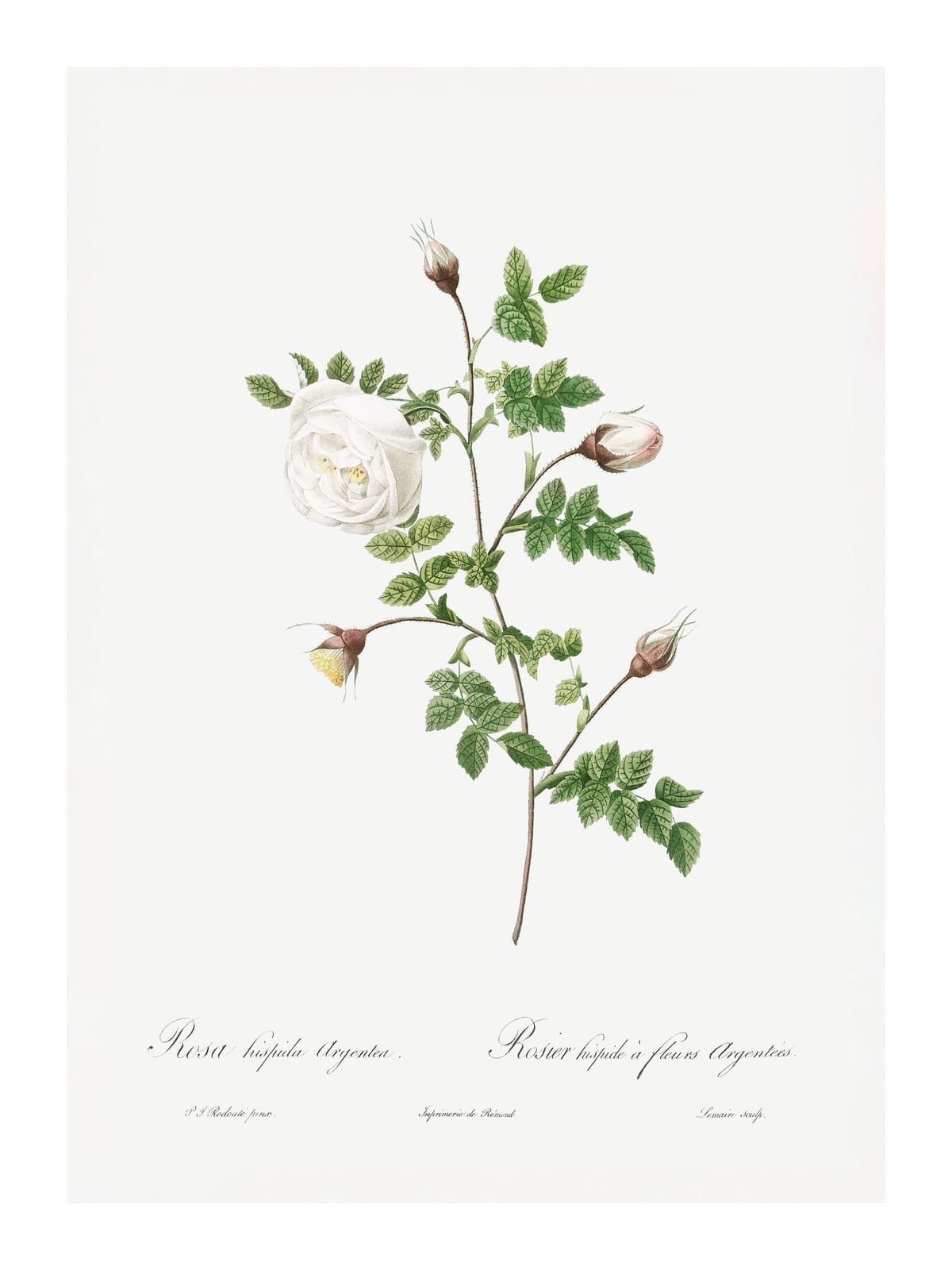 variant-30x40_with-margin