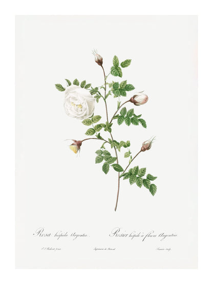 variant-30x40_with-margin