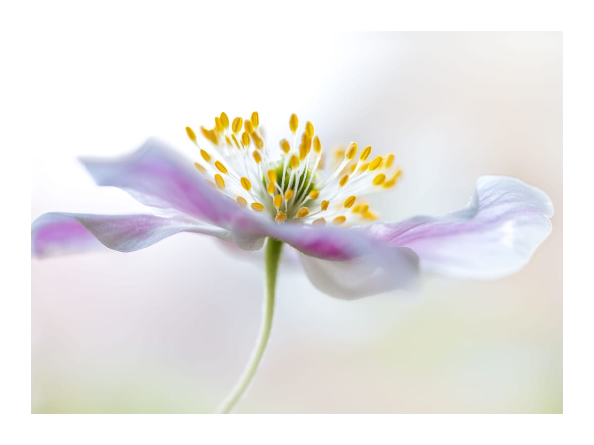 variant-30x40_with-margin