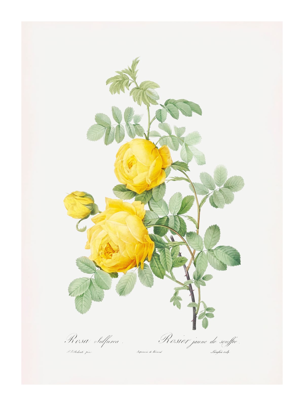 variant-30x40_with-margin