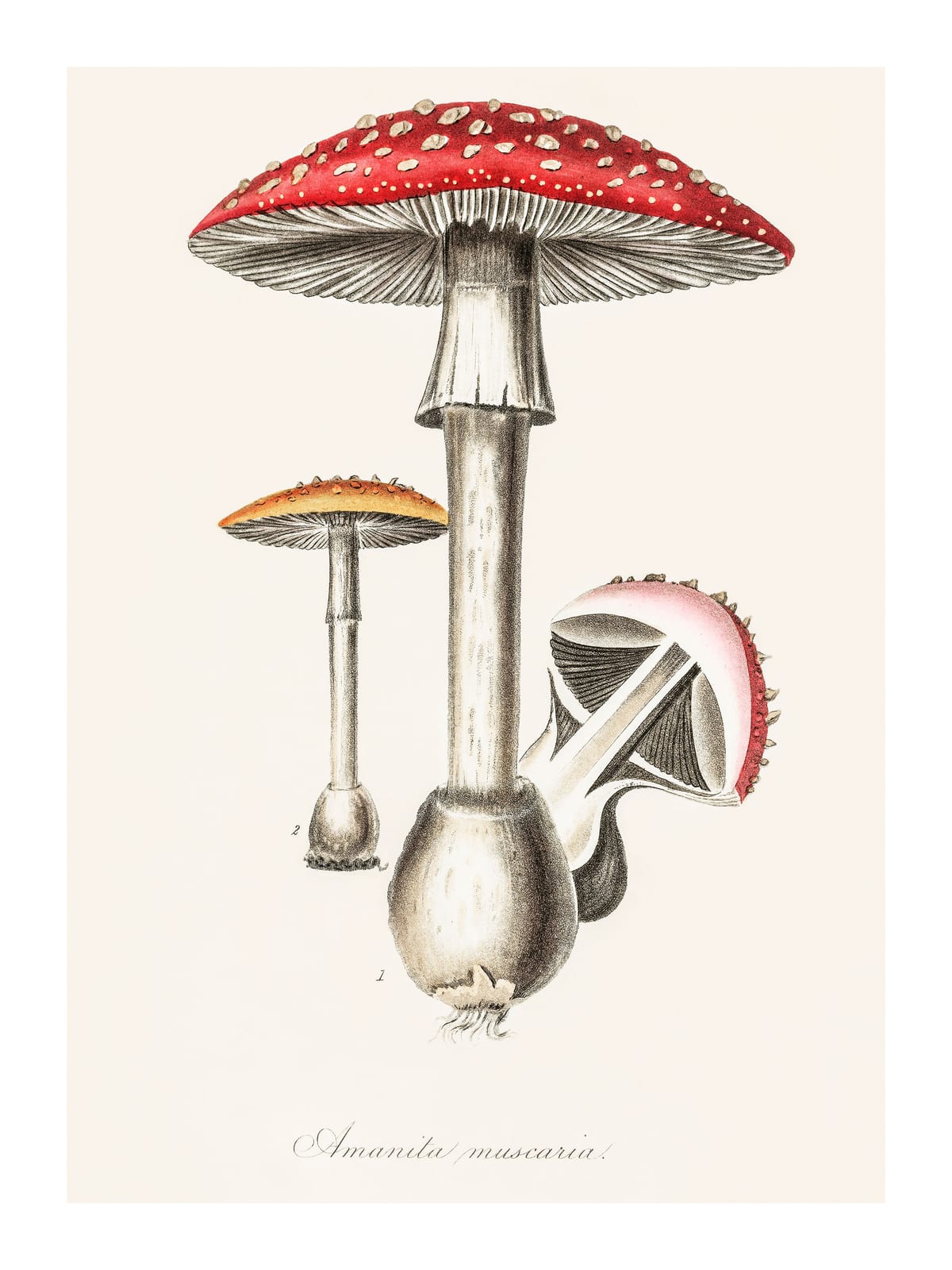 variant-30x40_with-margin