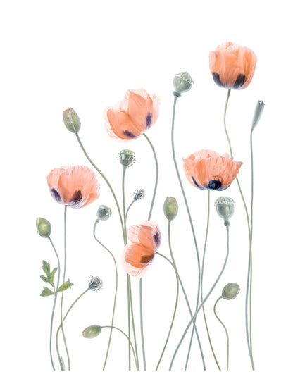 variant-30x40_with-margin
