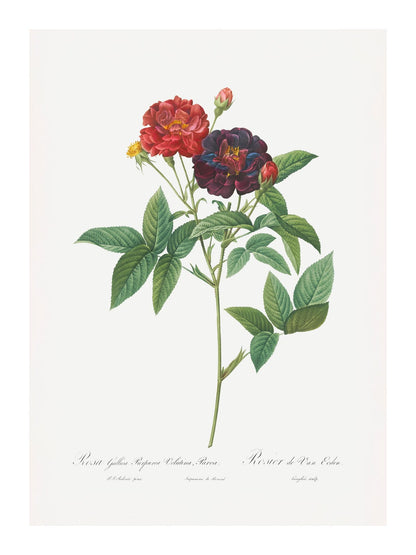 variant-30x40_with-margin