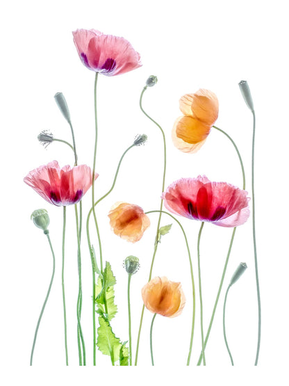 variant-30x40_with-margin