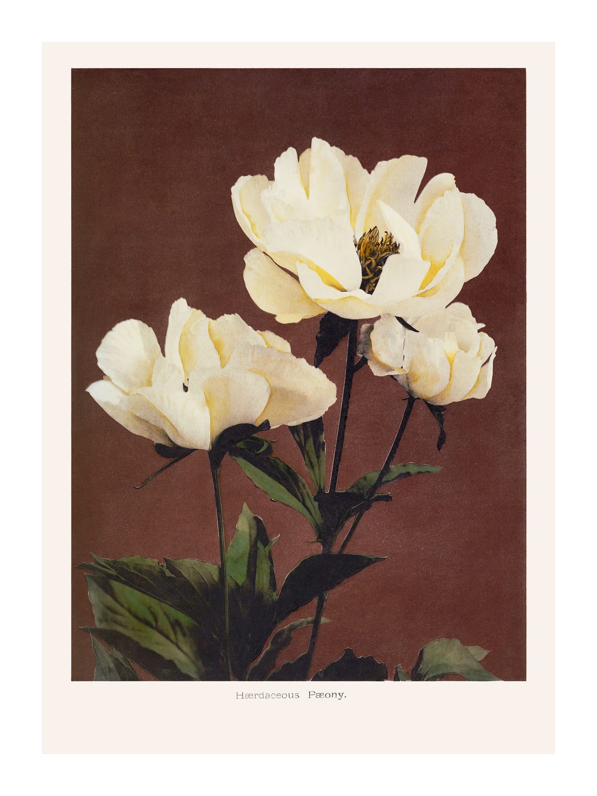 variant-30x40_with-margin