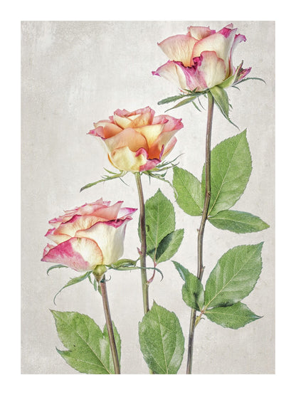 variant-30x40_with-margin
