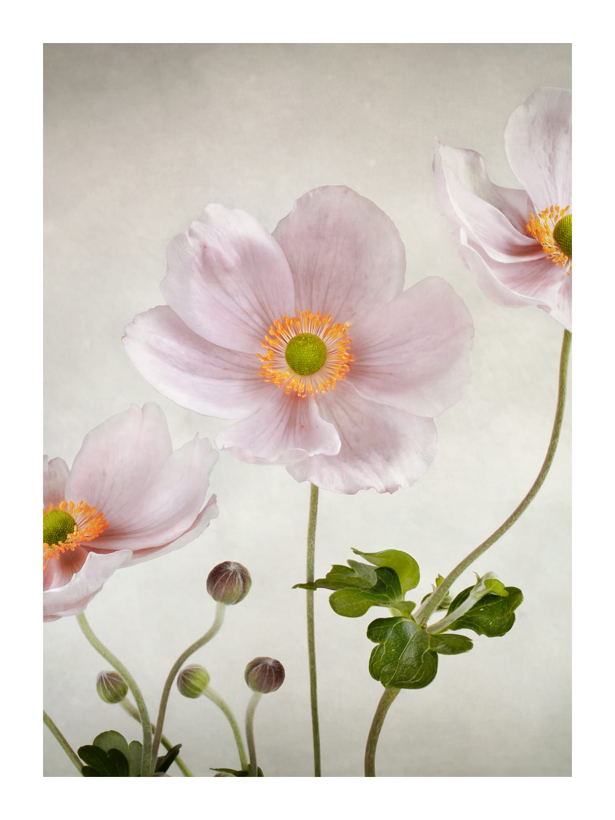 variant-30x40_with-margin