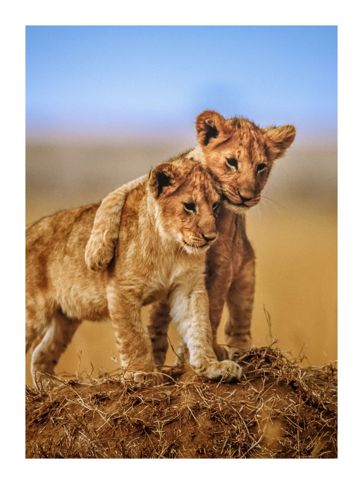 variant-30x40_with-margin