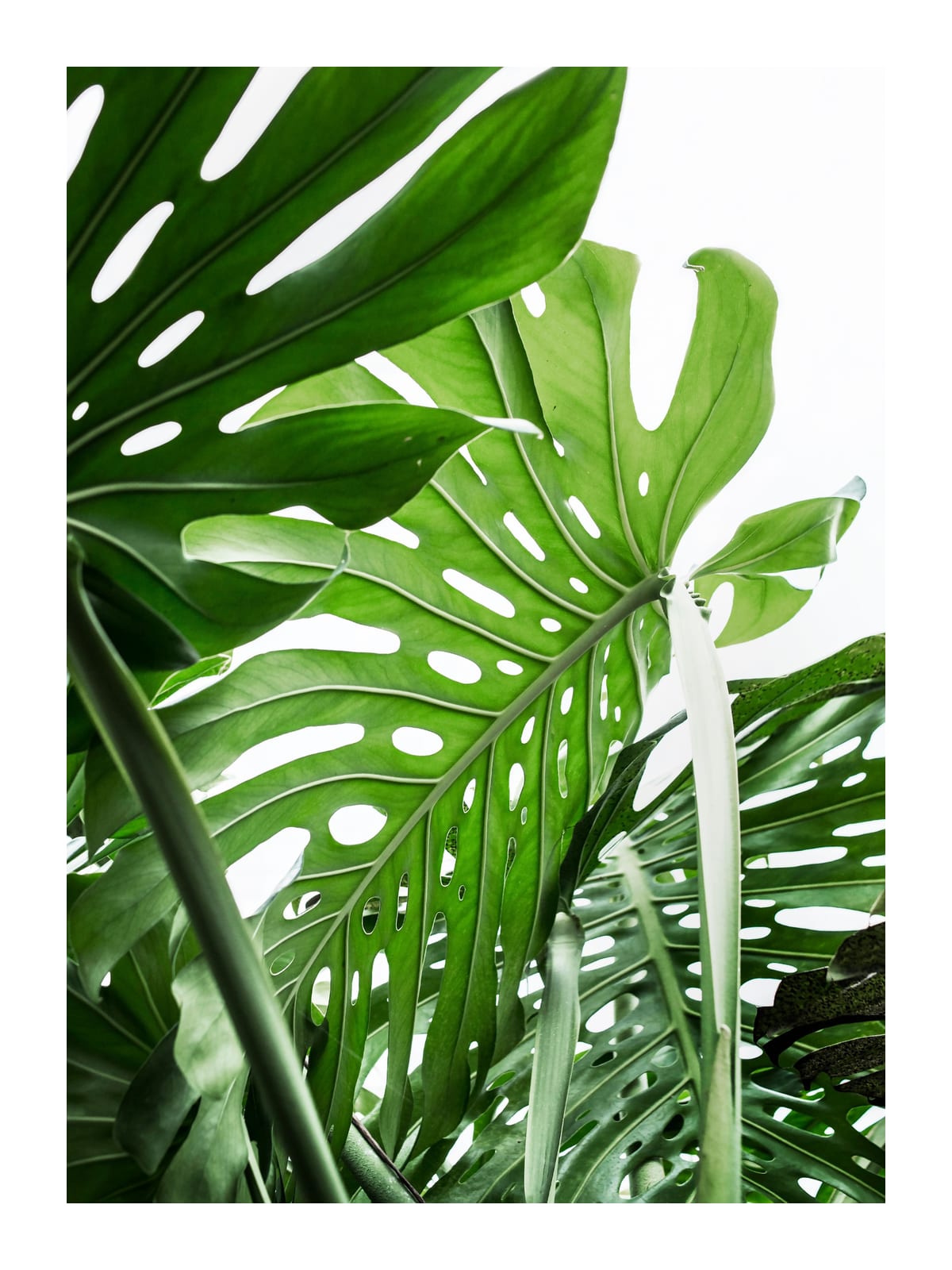variant-30x40_with-margin