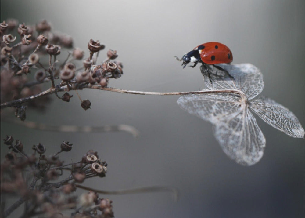 A close-up photograph of a bright red ladybug perched on the delicate, skeletal remains of a dried white flower. The background is a soft, out-of-focus gray, with brown, dried seed pods on a branch to the left. The image is framed with a silver border. Decor