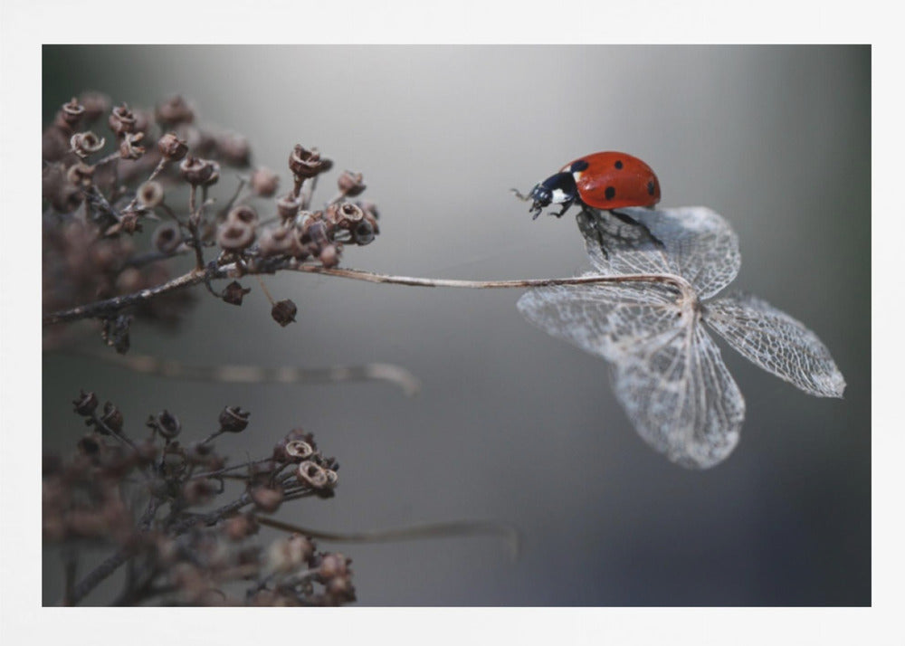 A close-up photograph of a bright red ladybug perched on the delicate, skeletal remains of a dried white flower. The background is a soft, out-of-focus gray, with brown, dried seed pods on a branch to the left. The image is framed with a silver border. Decor