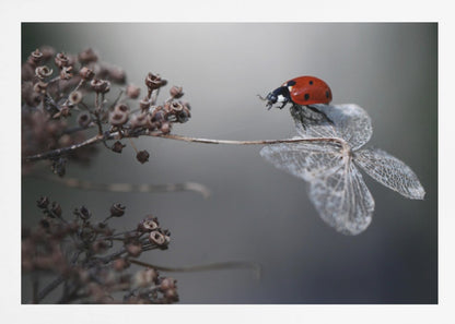 A close-up photograph of a bright red ladybug perched on the delicate, skeletal remains of a dried white flower. The background is a soft, out-of-focus gray, with brown, dried seed pods on a branch to the left. The image is framed with a silver border. Decor