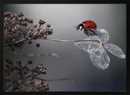 A close-up photograph of a bright red ladybug perched on the delicate, skeletal remains of a dried white flower. The background is a soft, out-of-focus gray, with brown, dried seed pods on a branch to the left. The image is framed with a silver border. Decor