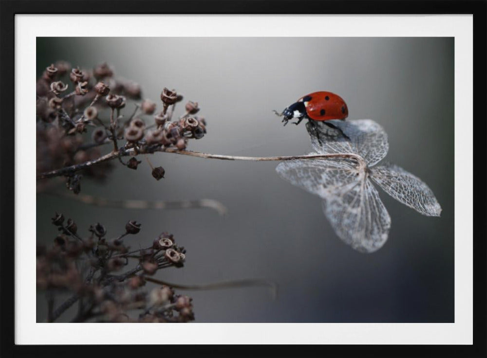 A close-up photograph of a bright red ladybug perched on the delicate, skeletal remains of a dried white flower. The background is a soft, out-of-focus gray, with brown, dried seed pods on a branch to the left. The image is framed with a silver border. Decor