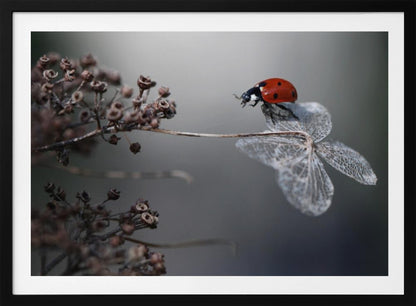 A close-up photograph of a bright red ladybug perched on the delicate, skeletal remains of a dried white flower. The background is a soft, out-of-focus gray, with brown, dried seed pods on a branch to the left. The image is framed with a silver border. Decor