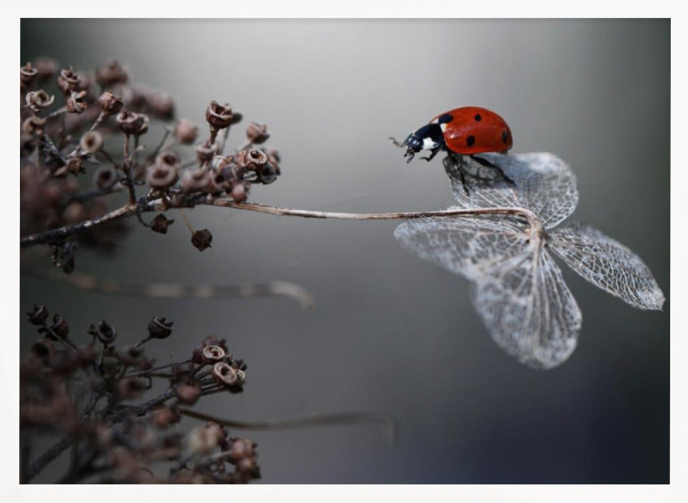 A close-up photograph of a bright red ladybug perched on the delicate, skeletal remains of a dried white flower. The background is a soft, out-of-focus gray, with brown, dried seed pods on a branch to the left. The image is framed with a silver border. Decor