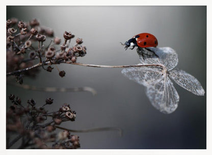 A close-up photograph of a bright red ladybug perched on the delicate, skeletal remains of a dried white flower. The background is a soft, out-of-focus gray, with brown, dried seed pods on a branch to the left. The image is framed with a silver border. Decor
