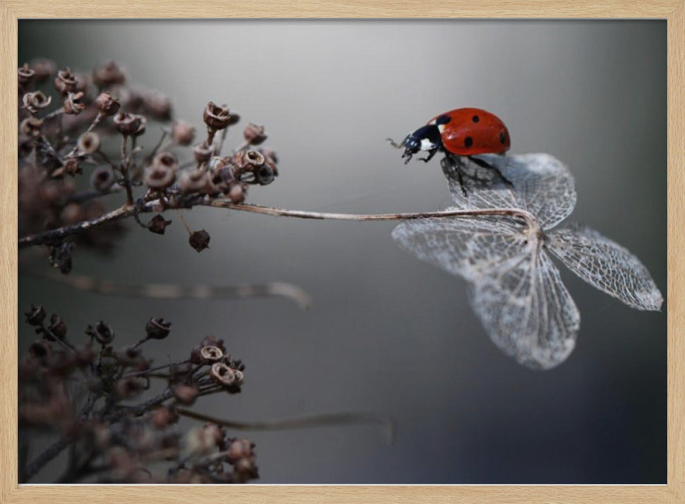 A close-up photograph of a bright red ladybug perched on the delicate, skeletal remains of a dried white flower. The background is a soft, out-of-focus gray, with brown, dried seed pods on a branch to the left. The image is framed with a silver border. Decor