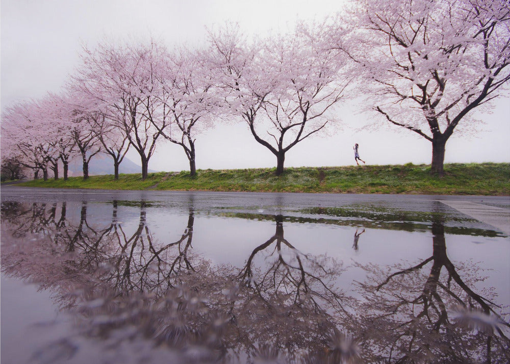 A framed photograph of a row of pink cherry blossom trees on a grey, overcast day, perfectly reflected in a large puddle on a wet road. A small figure of a person is seen running along the grassy bank in the distance. Poster