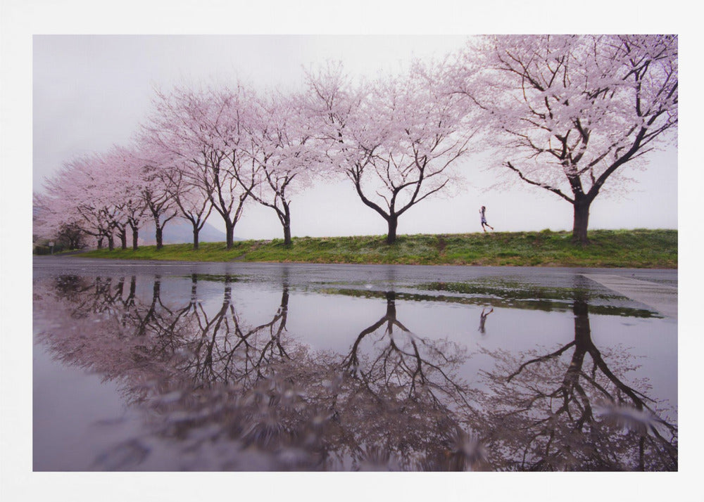 A framed photograph of a row of pink cherry blossom trees on a grey, overcast day, perfectly reflected in a large puddle on a wet road. A small figure of a person is seen running along the grassy bank in the distance. Poster