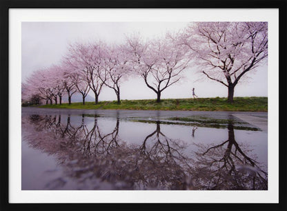 A framed photograph of a row of pink cherry blossom trees on a grey, overcast day, perfectly reflected in a large puddle on a wet road. A small figure of a person is seen running along the grassy bank in the distance. Poster